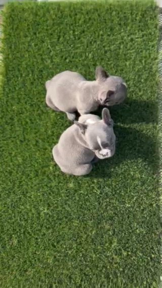Male Exotic French Bulldogs in Kissimmee, Florida