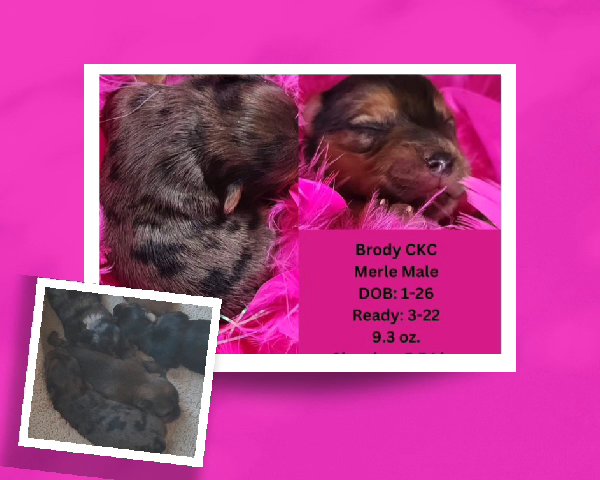 Brody CKC in Washington, District of Columbia