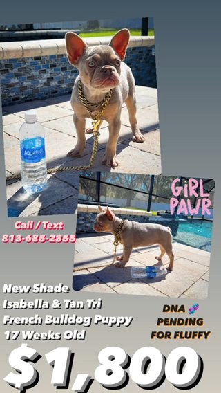 French Bulldog New Shade, Isabella, And Tan Tri Female in Tampa, Florida