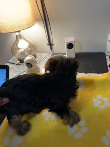Valdez Traditional Male Yorkie in Middletown, Delaware