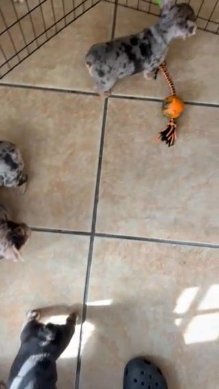 Five French bulldogs, three girls and two boys in Menifee, California