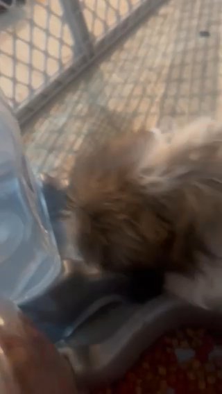 Male Shih Tzu in Philadelphia, Pennsylvania