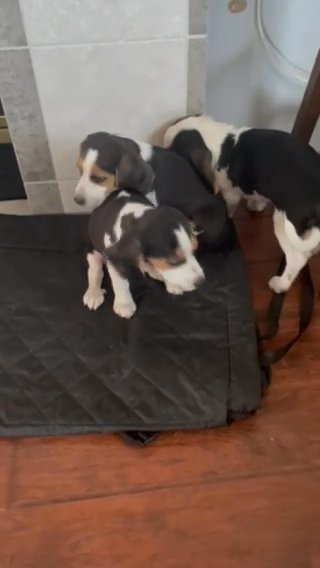 PURE BEAGLE PUPPIES IN NEED OF HOMES - 2 Males, 1 Female in Lincoln, Nebraska