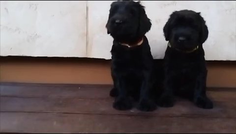 European Giant Schnauzer in Houston, Texas