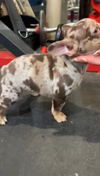 Compact Rojo Tan Merle in Bethlehem, Pennsylvania