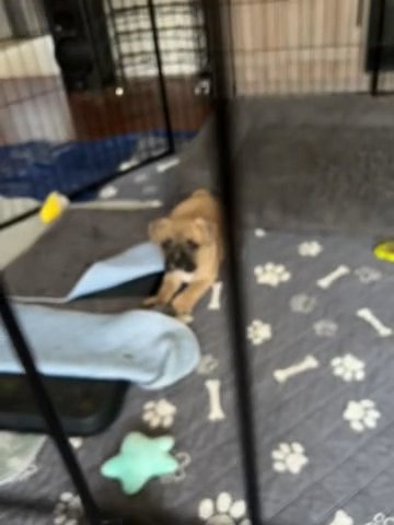 Frenchie Mix in Seattle, Washington