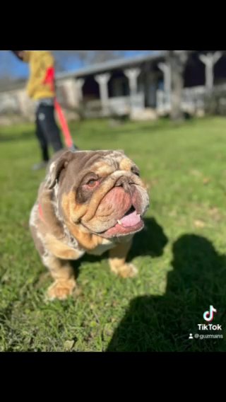 Stud Service Merle English Bulldog in San Antonio, Texas