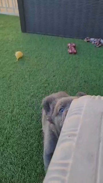 Lilac Fluffy Frenchie Boy in Las Vegas, Nevada