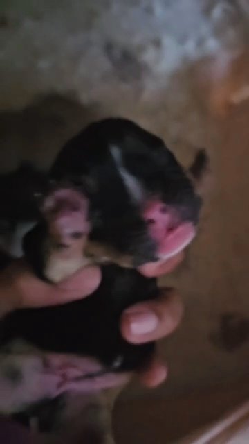 akc french bulldog female tricolor in Riverside, California