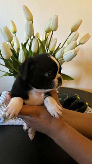 two male pug puppies ready for their furever home? in Phoenix, Arizona