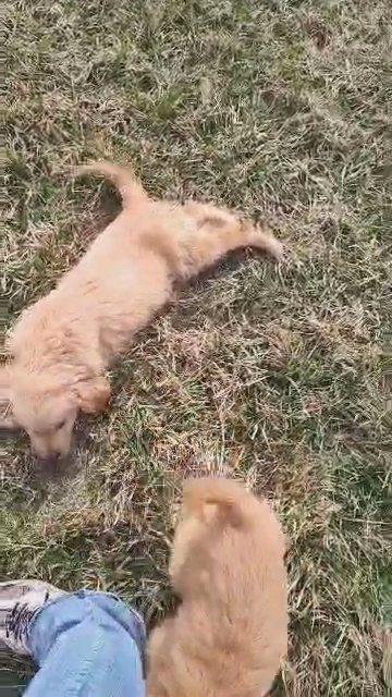 Cute Curious Golden Retriever Puppies in Emmett, Michigan