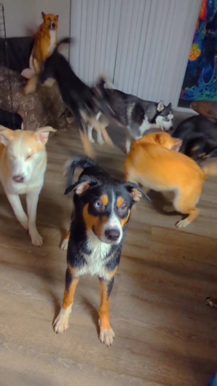 Shepsky Litter ❤️? in Colton, California