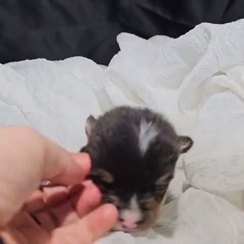 Nova! Female Corgi in Lebanon, Ohio