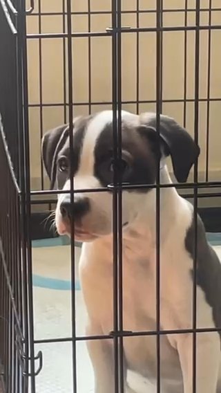 3 Week Old Baby Pit in Philadelphia, Pennsylvania