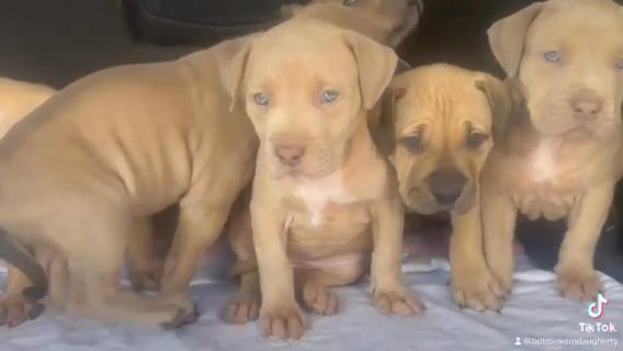 Xl American Bully in Nashville, Tennessee