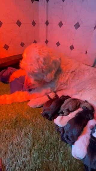 Playful Labradoodles in Hollister, California