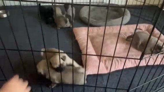 ? Pug Puppies For Sale in Naples, Florida