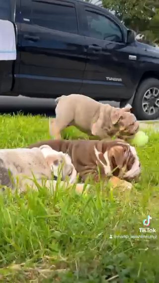 English Bulldog in San Diego, California