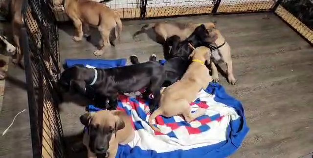 akc great danes puppies in Cedar Falls, Iowa
