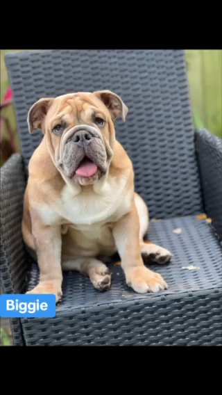 English bulldog -male, 5 Months Old in Tampa, Florida