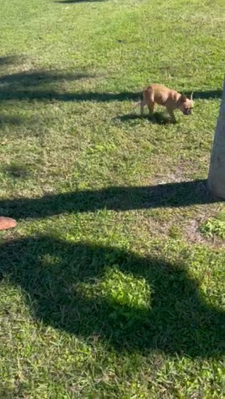 Frenchie in Merritt Island, Florida