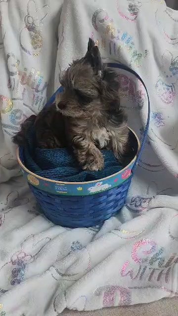 Beautiful Sable Merle boy for great price! in Indianapolis, Indiana