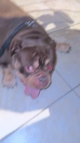 Pocket Bully in Fort Lauderdale, Florida