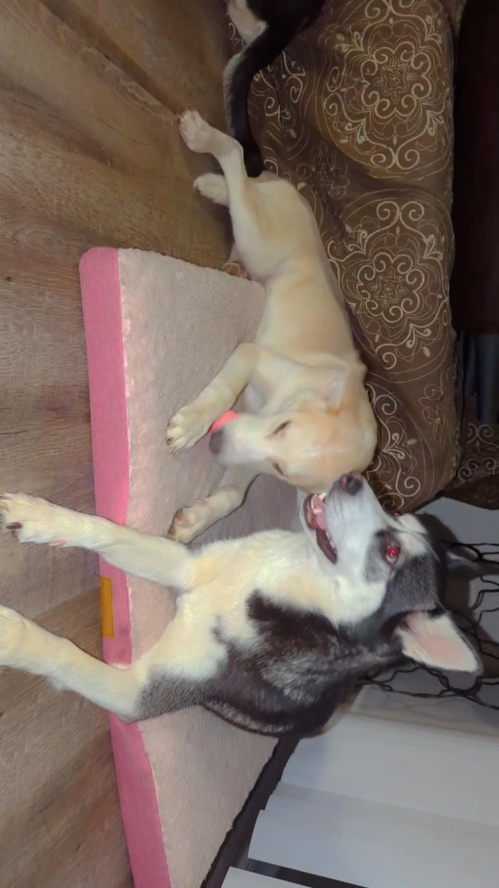 Baby Moon ?? and his husky mommy in Colton, California