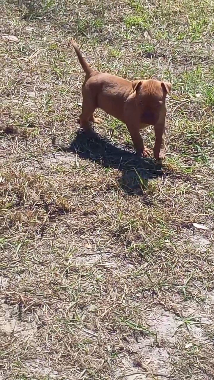 rednose pitbully in Orlando, Florida