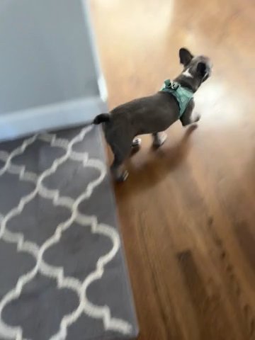 Frenchton Female 18 Weeks in Ann Arbor, Michigan