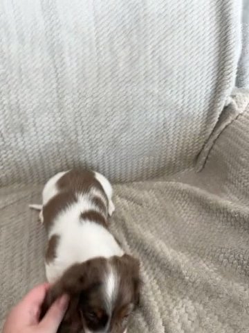 Casey, Chocolate And Tan Dapple Piebald Long Hair in Cedar Rapids, Iowa