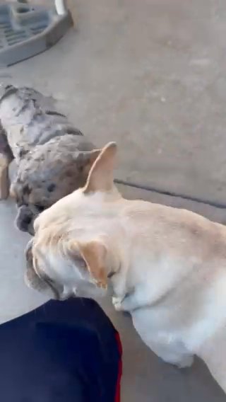 French Bulldog Fluffy carrier in Las Vegas, Nevada