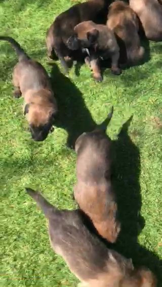 Belgian Malinois in Phoenix, Arizona
