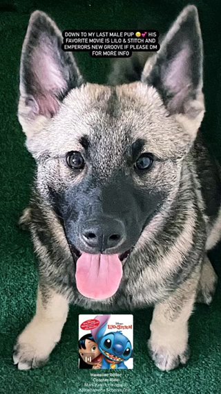 Norwegian elkhound puppy in South Laurel, Maryland