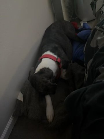 Great Dane in Pascagoula, Mississippi