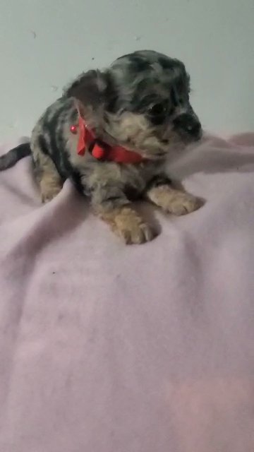 Merle Girl $1800 chihuahua Nyc in New York City, New York