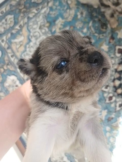 bicolor merle pomeranian in Anniston, Alabama