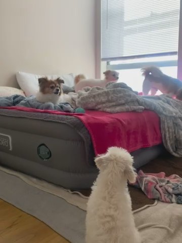 Poodle Puppy in Los Angeles, California