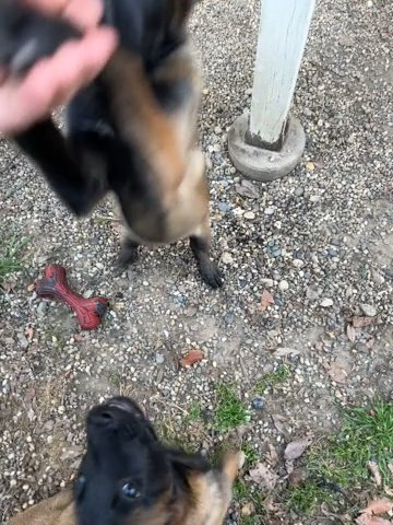 Belgian Malinois Males in Sacramento, California