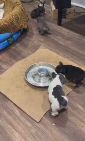 Puppies in Philadelphia, Pennsylvania