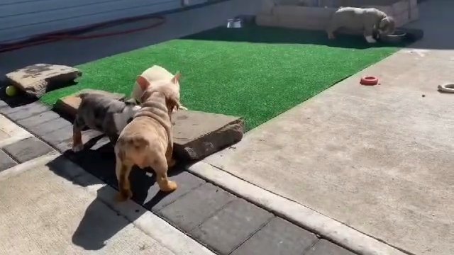 english bulldogs in Columbus, Georgia