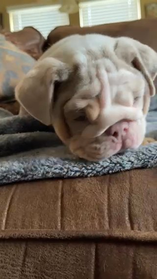 Lilac Tri Merle English Bulldog in Houston, Texas