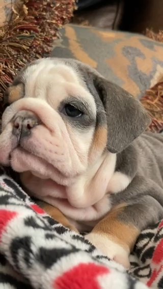 English Bulldog in Houston, Texas
