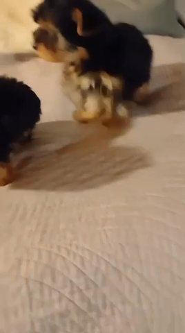 Yorkie Babies! in Scottsdale, Arizona