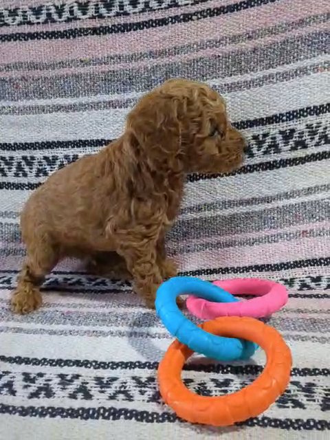 Kory (Toy Poodle) in Goshen, Indiana