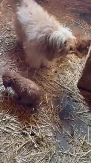 Cavapoos in Lancaster, Pennsylvania