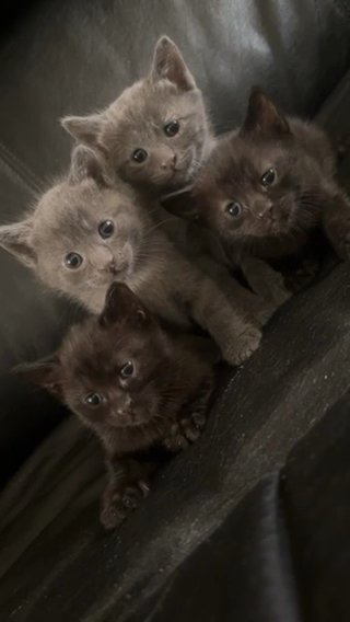 Kitten in Wilmington, Delaware