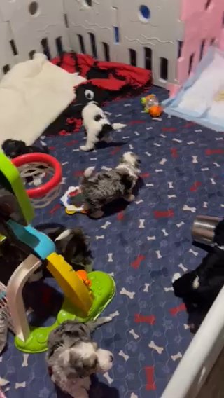 Mini Aussie Doodle in Billings, Montana