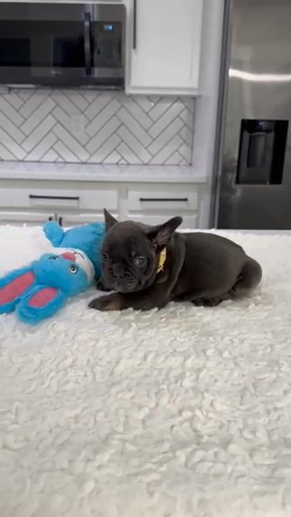 Blue And Tan Frenchie Boy in Glendale, Arizona