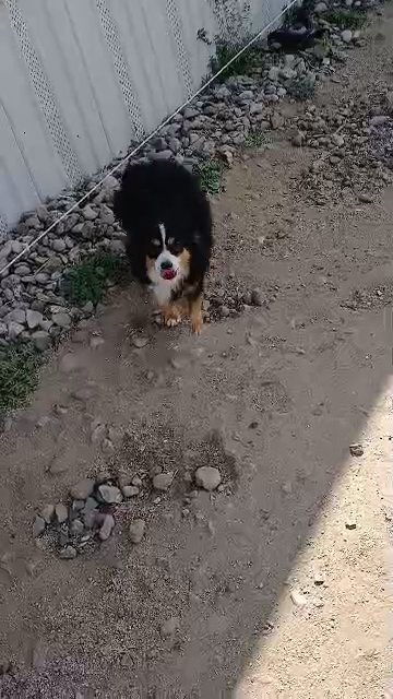 Male toy australian shepherd in Sierra Vista Southeast, Arizona